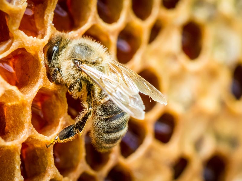Honigbienen bauen perfekt sechseckige Waben